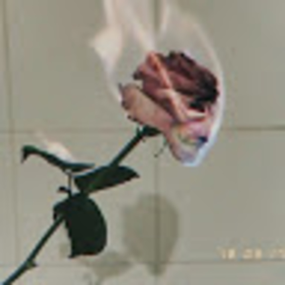 Meet your Posher, Norma